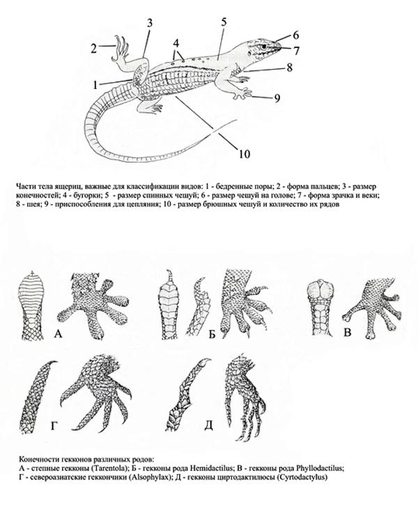 Строение тела гекконов