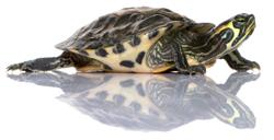 Большеголовая плоская пантаналская черепаха (Acanthochelys macrocephala)