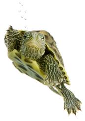 Китайская полосатошейная черепаха (Ocadia sinensis)