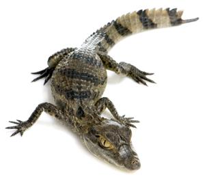 Крокодиловый кайман (Caiman crocodilus)